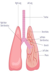 Asthma | Asthma + Lung UK